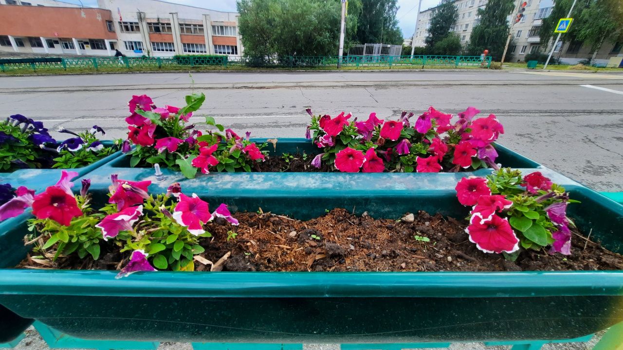 В Краснотурьинске стали реже выкапывать цветы с клумб