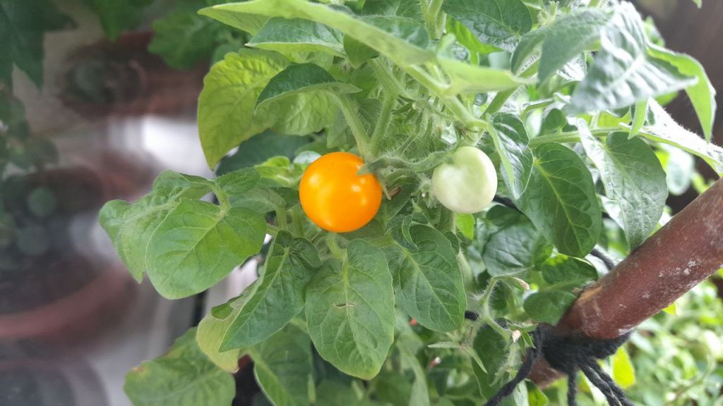 Желтого цвета Детки-конфетки совсем маленькие по размеру, но вкусные. Фото: Андрей Гребенкин, «Глобус» Желтого цвета Детки-конфетки совсем маленькие по размеру, но вкусные. Фото: Андрей Гребенкин, «Глобус»
