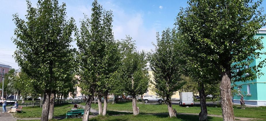 Какие "специалисты" согласовывают спиливания? 