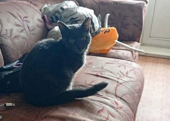 «Большая помощь маленькому другу». В Краснотурьинске собирают корм и ищут добрые руки для животных