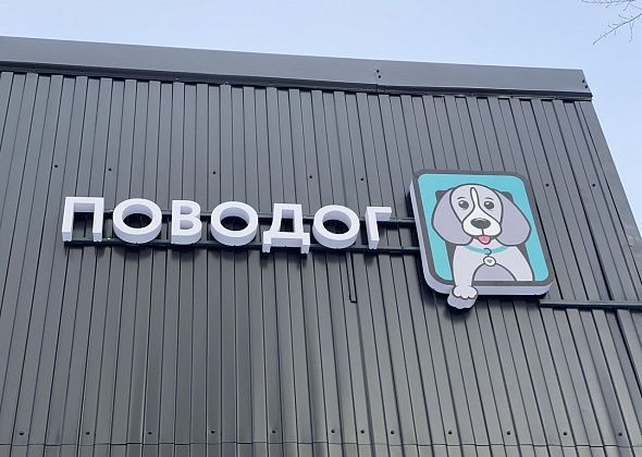 Горожанка стерилизовала пса в ветеринарном центре "Поводог": "Вот несколько советов"