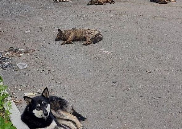 Краснотурьинец, которому собаки прокусили ногу: "Тут детский сад рядом, большую школу строят"