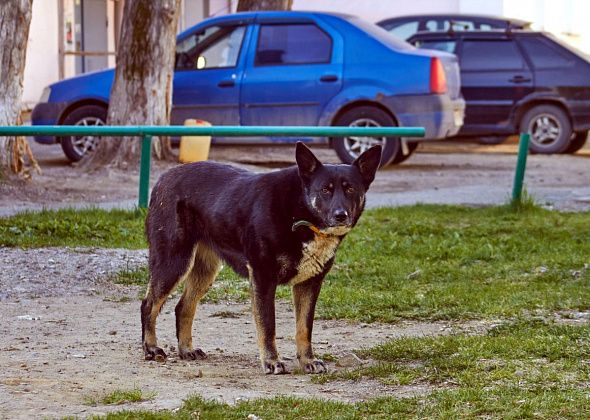 Прокуратура хочет обязать мэрию решить «собачий» вопрос