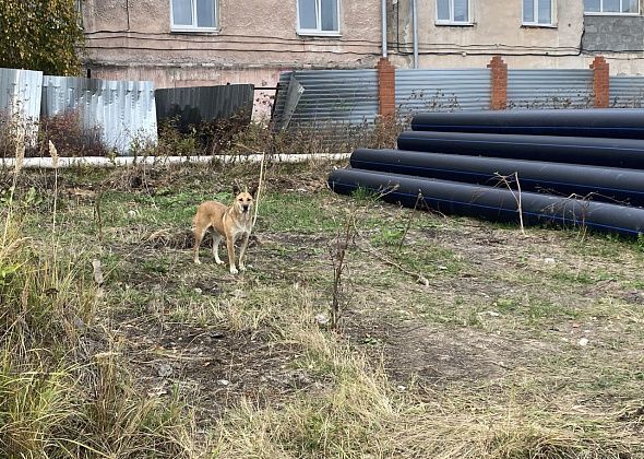 В больнице раскрыли число пострадавших от нападений животных