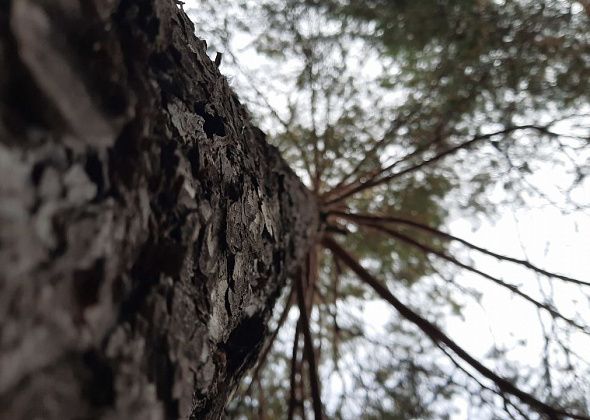 Горожанин, на машину которого упало дерево, взыскивает с мэрии почти четверть миллиона