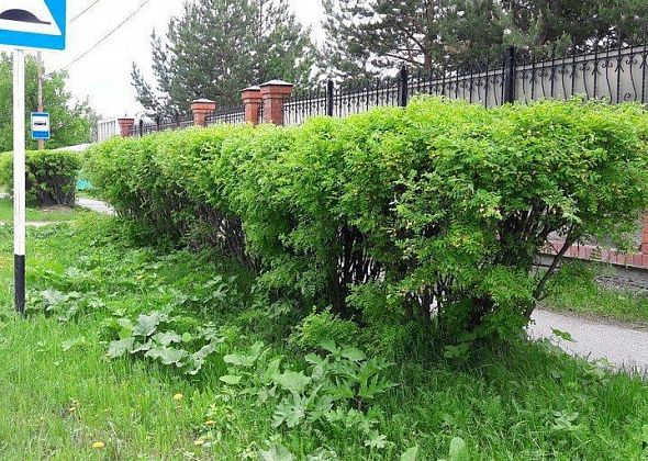 Бюджету не получилось сэкономить на подрезке кустарников