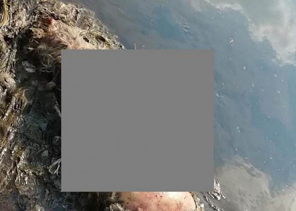 В полиции возбудили уголовное дело по обезображенным трупам собак 