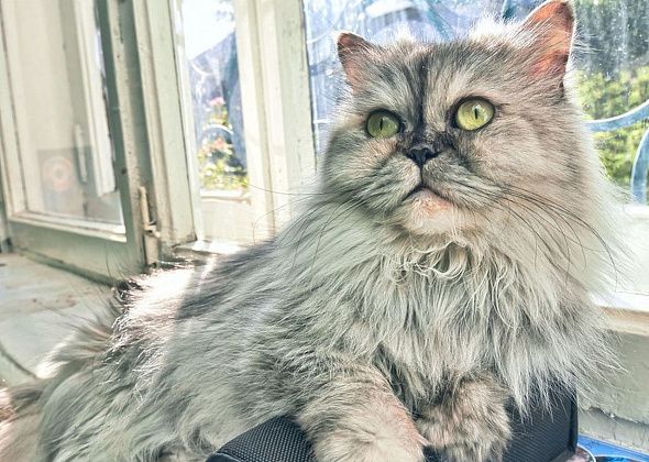 Мартовские котики: чему можно научиться у наших питомцев