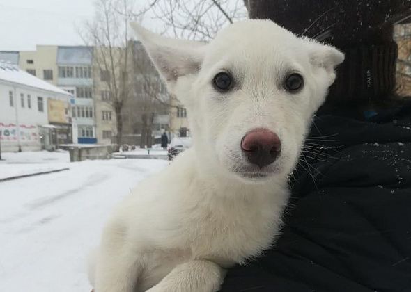 Уголовного дела по факту гибели упавшей с балкона собаки не будет