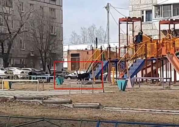 Собака вновь загнала детей на горку 