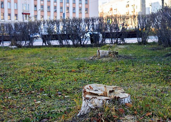 «Пусть дороги асфальтирует». Прокуратуру и губернатора просят запретить мэру вырубать деревья