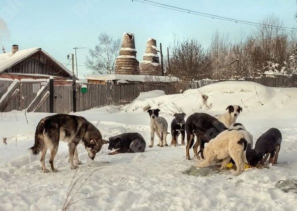 Попытка №6. Мэрия вновь пытается найти ловцов собак