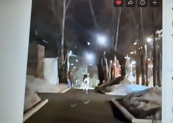 «До места гибели он полз». Свидетельница смерти лося рассказала об инциденте