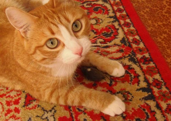 В садах №3 из «воздушки» застрелили домашнего кота. Это не первый случай в этом районе
