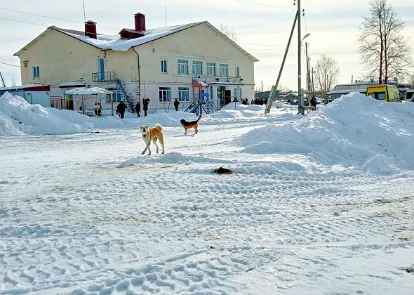 Юные жители Воронцовки разучили колядки и погадали