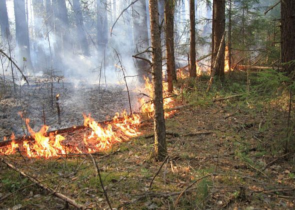 В Краснотурьинске вновь запретили ходить в лес и разжигать костры