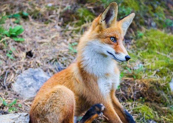 На Воронцовке сняли ограничения из-за бешеной лисы