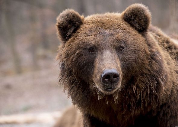 В районе коллективных садов под Краснотурьинском видели медведицу с детенышами