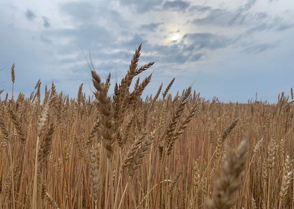 Правительство по поручению Евгения Куйвашева запланировало дополнительно 320 млн руб на поддержку аграриев после засухи