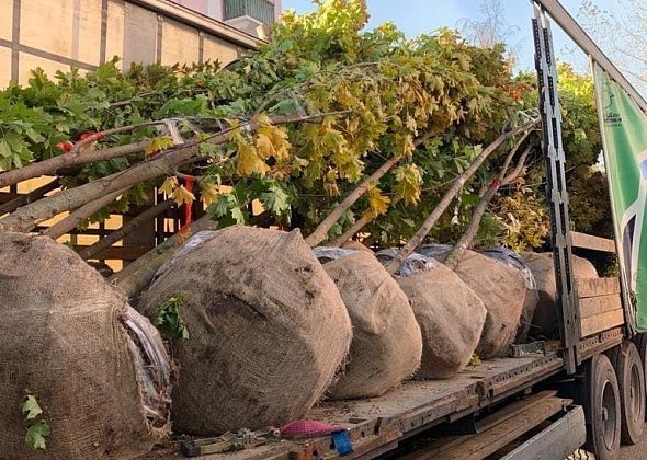 В Тихомировский парк привезли клены