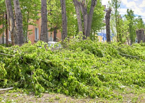У будущего здания суда избавятся от деревьев