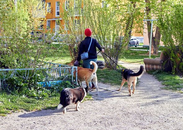 Пенсионер жалуется на собак и соседок, которые их кормят: "один из псов облаял мужика, а потом на меня накинулся"