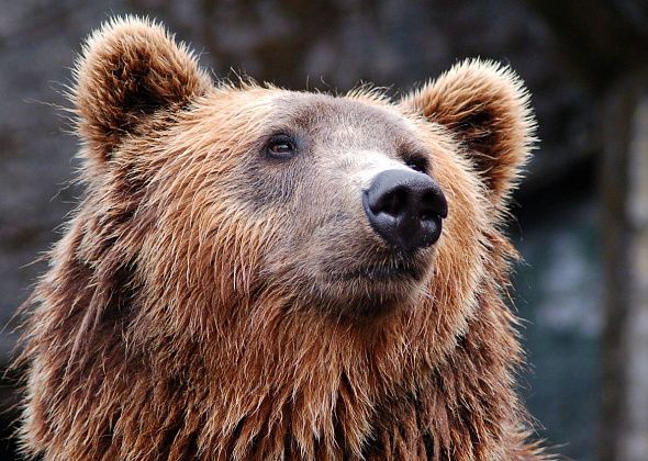 Школьникам показали документалки о природе