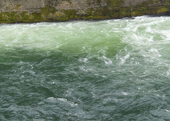 «Очень необычный зеленый...». Рыбака обеспокоил цвет воды в Какве